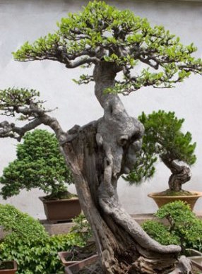 Drzewka bonsai - large-bonsai-tree.jpg