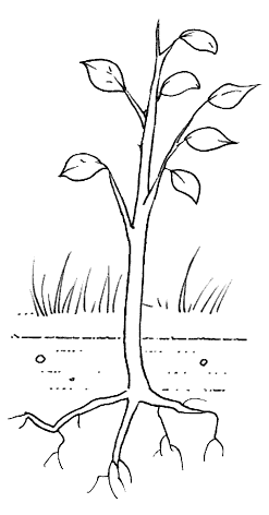 KOLOROWANKI - całe drzewa - drzewa cykl wzrostu - kolorowanka 5.gif