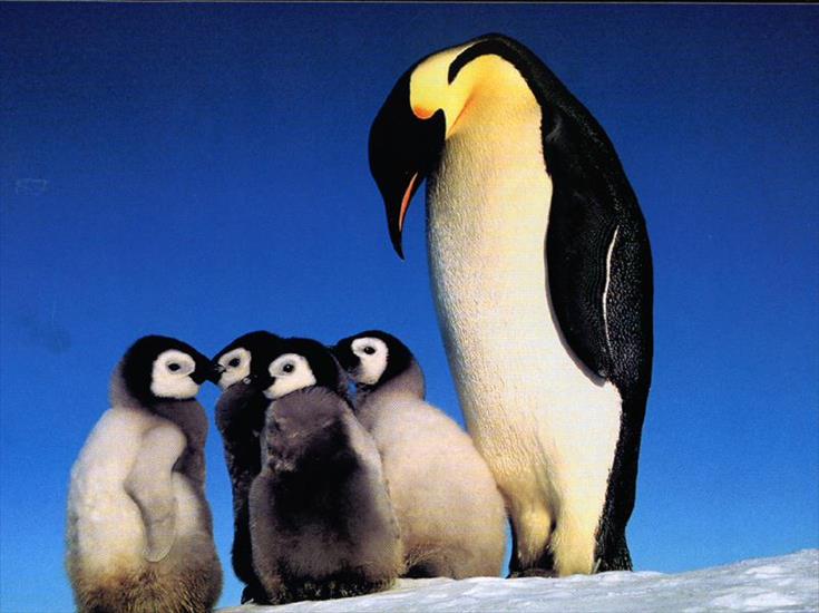 Zwierzaki - Pingwiny.jpg