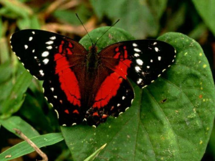 Piękne motyle - Motyle 02.jpg