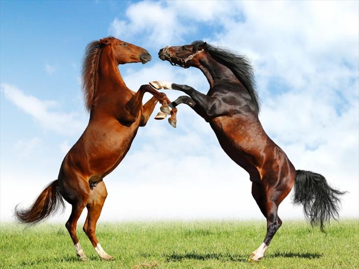 Tapety - europe-horses.jpg