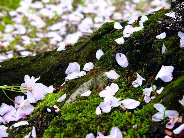 Wiosna w Japonii - wiosna_w_japonii_12.jpg
