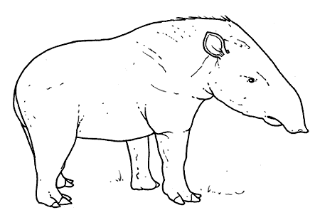 Zwierzęta egzotyczne1 - Tapir.gif