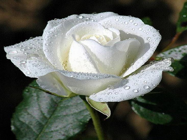 Kwiaty różne - Biała róża.,.jpg