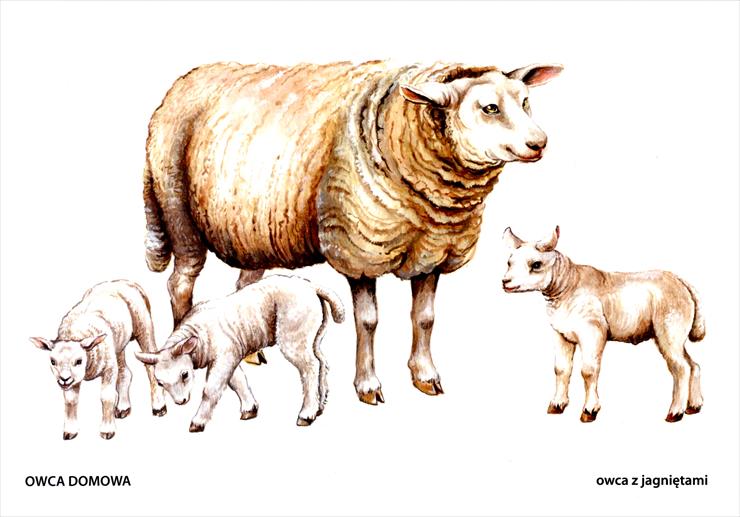 Zwierzęta domowe justka777 - owca z jagniętami.jpg