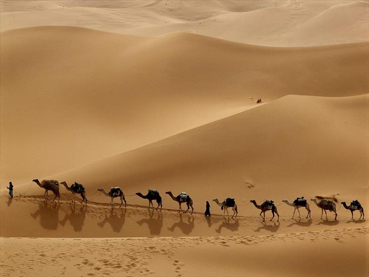 Galeria Tapet - Camel Caravan, Libya.jpg