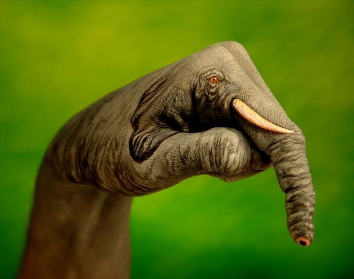 Dłonie - elefante2.jpg
